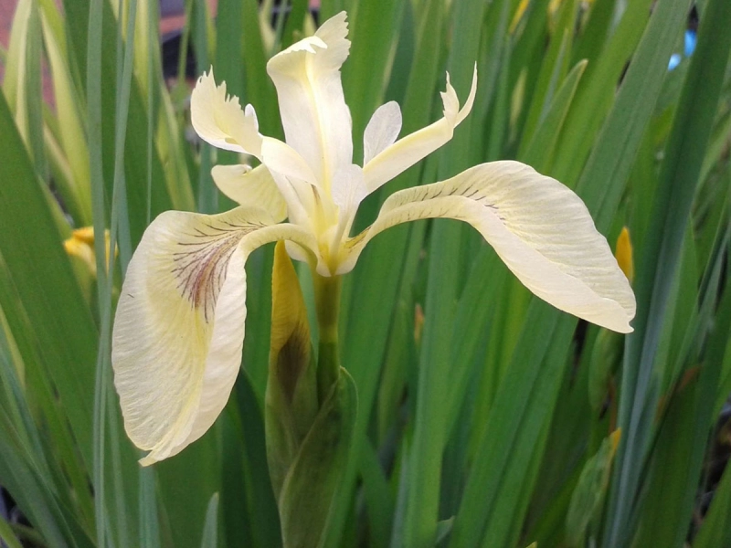 Creme gelbe Schwertlilie - Iris pseudacorus Sulphur Queen